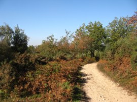 Path over Hindhead Common